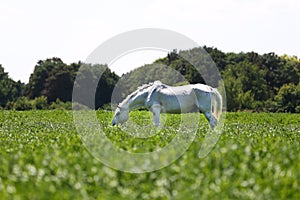 White veteran lipizzan horse grazing on a green meadow