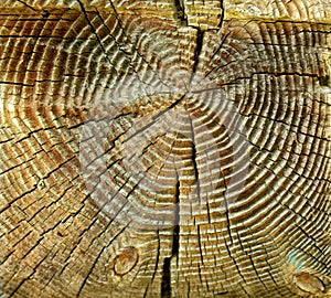 Cross section log texture. Natural wood.