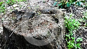 Very Old Lonely Stump in a park