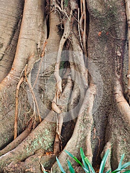 Very Old Moreton Bay Fig Tree, Sydney, Australia