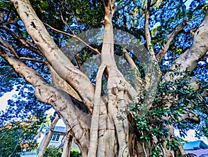 Very Old Morton Bay Fig Tree, Sydney, Australia