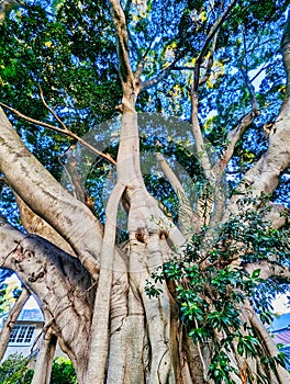 Very Old Morton Bay Fig Tree, Sydney, Australia