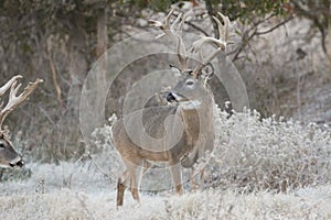 Very old non-typical whitetail buck on a frosty morning