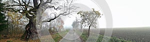 Very old oak from borlinghausen in november fog