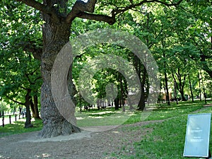 Very old oak tree