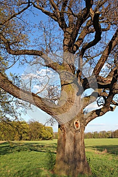 Very old oak tree in green meadow