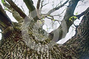 Very old oak