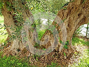 Very old olive tree growing in Greece