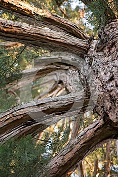 Very old pine tree