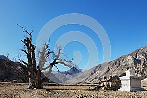 Very old single tree in a mountain valley and a Buddhist stupa