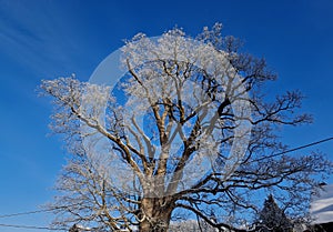 a very old specimen of a mountain maple does not hug 8 guys, nor