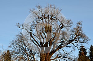 A very old specimen of a mountain maple does not hug 8 guys, nor do two little boys hold hands around the trunk. Snow bare tree br