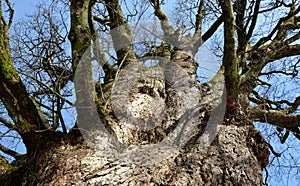 A very old specimen of a mountain maple does not hug 8 guys, nor do two little boys hold hands around the trunk. Snow bare tree br