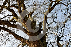 A very old specimen of a mountain maple does not hug 8 guys, nor do two little boys hold hands around the trunk. Snow bare tree br