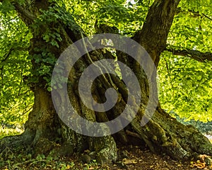Very old stem of a linden tree