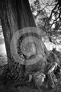 Very old and strong tree in the park