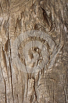 Very old textured poplar piece of wood