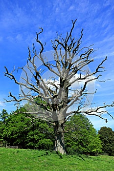A very old tree with bare branches set against a blue sky