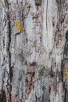 Very old tree with cracked bark, vintage wood background close-up, rough textured log surface overgrown with moss and lichen