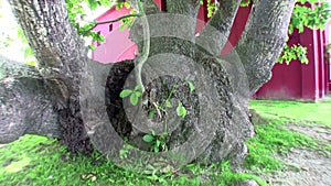 Very old tree in Cuba