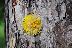 Very old tree with Dandelion 3