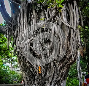 Very old tree having lot of branches in Banaras India. Old tree of india. Old tree many branches