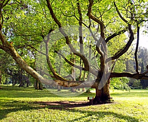 Velmi starý strom v parku