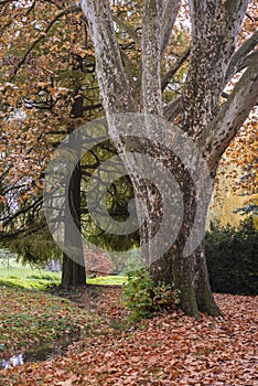 Very old tree in the park in the fall and foliage on ground