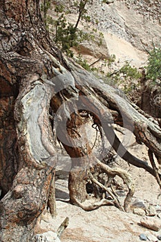 A very old tree root in a narrow canyon on Kasha-Katuwe/Tent Rocks National Monument