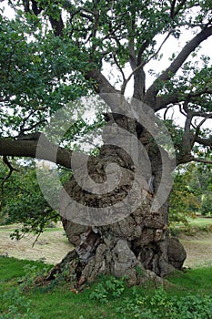 Very Old Twisted Oaktree