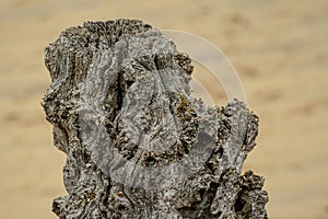 Very old wrinkly dry timber post