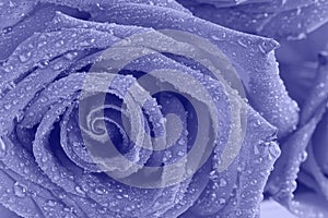 Very peri violet rose in water drops, closeup