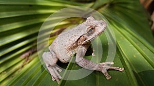 A Very Photogenic Pine Woods Tree Frog