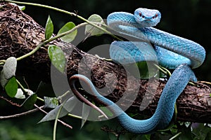 A very poisonous blue viper is on standby on a tree branch