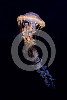 Very poisonous and dangerous jellyfish. Japanese Sea Nettle Chrysaora pacifica. Shot of a dangerous animal in a natural photo