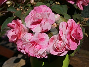 Very glittering full blooming pink Lizzy flowers. It is grown indoors and outdoors. photo