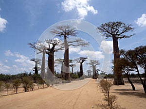 very popular baobab allee is frequented by tourists. Madagascar