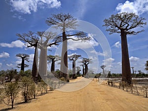 very popular baobab allee is frequented by tourists. Madagascar
