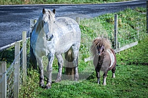 Very popular shetland pony Socks (Pony Dance Pony from TV commercial) with friend Highland horse at Scotland, Shetland Islands,