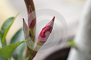 Very pretty adenium bud close up in the sunshine