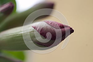 Very pretty adenium bud close up in the sunshine