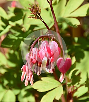 Very Pretty Blooming Pink Bleeding Heart Perennial