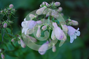 Very Pretty Budding Bellflower Plant Ready to Bloom