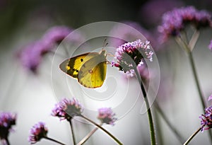 A very pretty butterfly