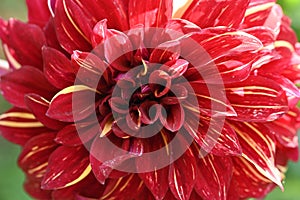 very pretty colored red dahlia garden flower from close