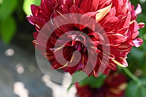 very pretty colored red dahlia garden flower from close