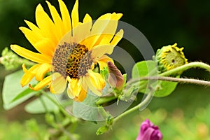 very pretty colorful garden bud sunflower from close