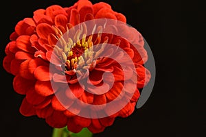very pretty colorful garden red zinnia flower on a black background