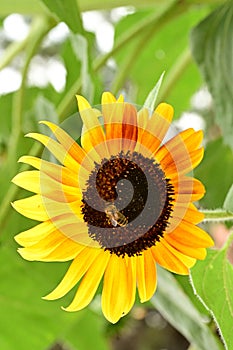 very pretty colorful garden sunflower in the sunshine and beetle on a flower