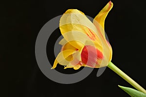 the very pretty colorful garden tulip flower close up view